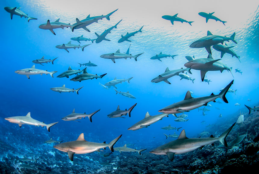 Conference of the Sharks - Fakarava , French Polynesia