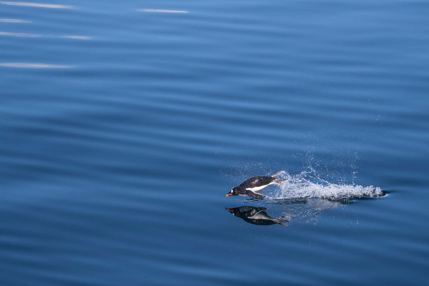 Gentoo Reflection - Antarctica