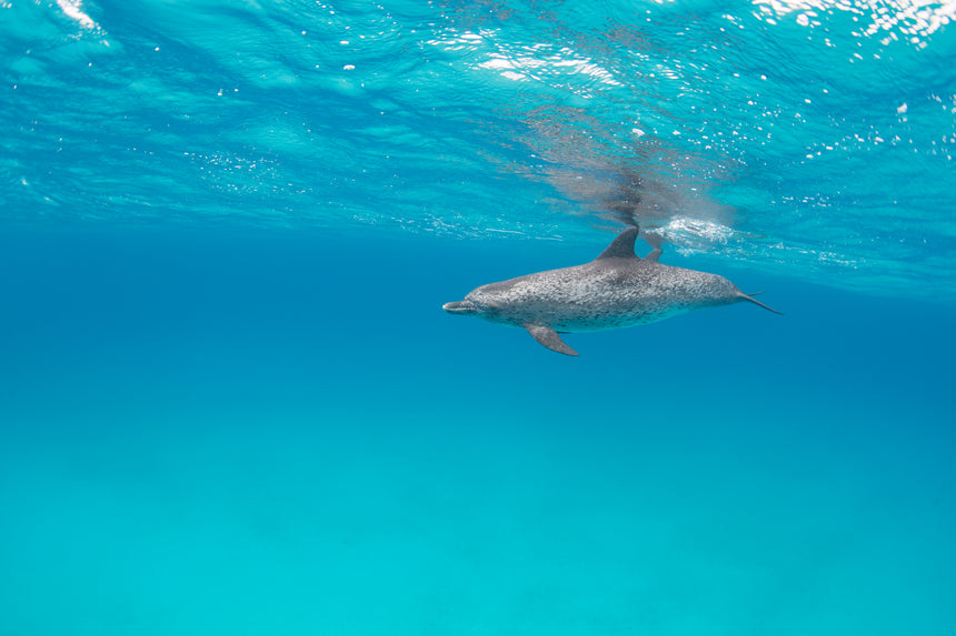 Glide - Bimini, Bahamas