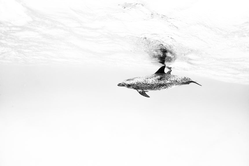 Glide B&W - Bimini, Bahamas
