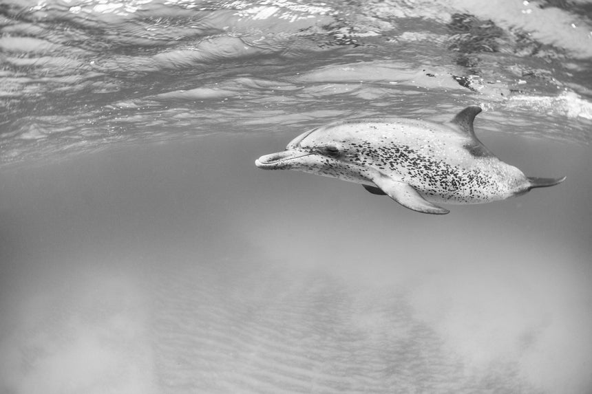 By My Side B&W- Bimini, Bahamas