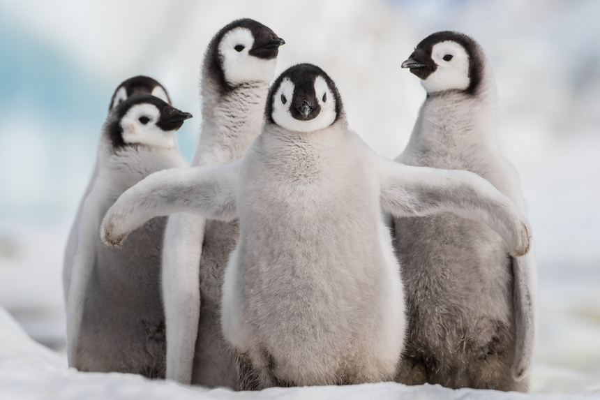 Bored - Emperor Penguin Chick - Snow Hill, Antarctica