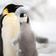 Feed Me - Emperor Penguins - Snow Hill, Antarctica
