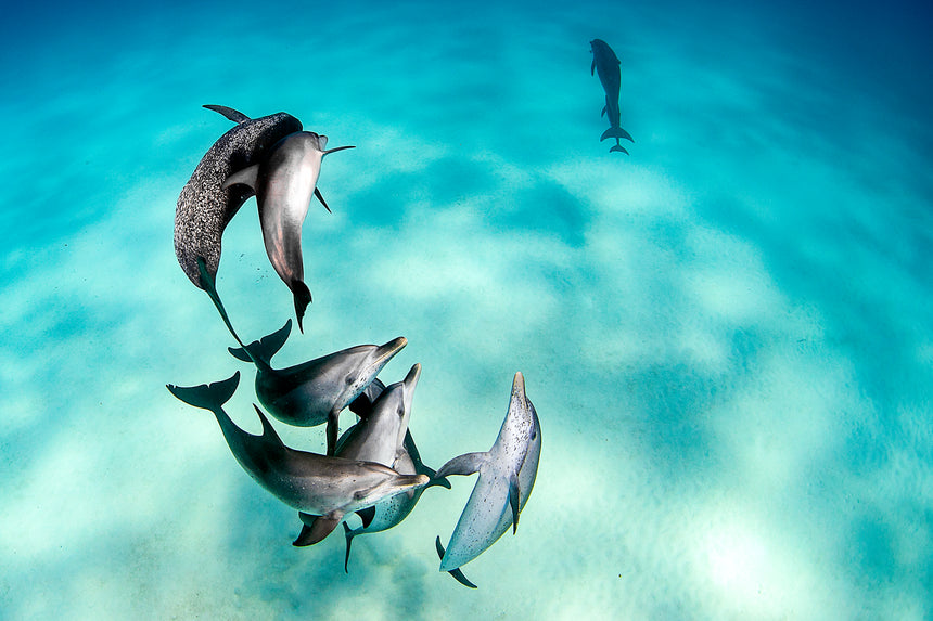 Play Time - Bimini, Bahamas