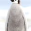 Bored - Emperor Penguin Chick - Snow Hill, Antarctica