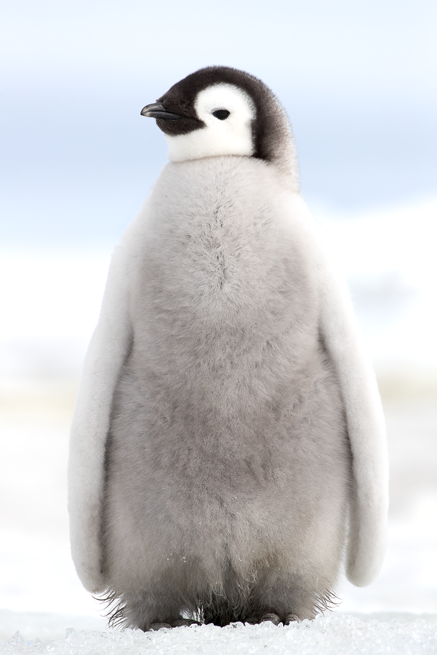 Bored - Emperor Penguin Chick - Snow Hill, Antarctica