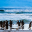 Surfs Up - Falkland Islands
