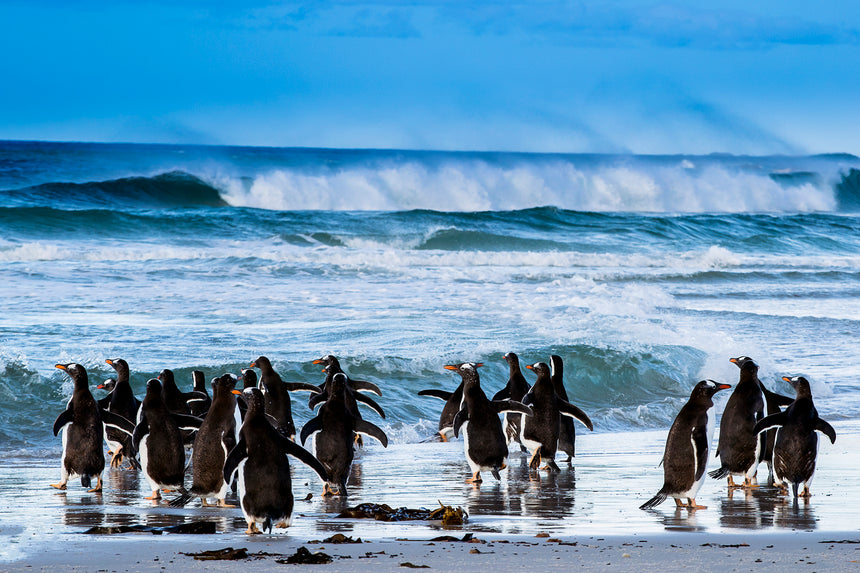 Surfs Up - Falkland Islands