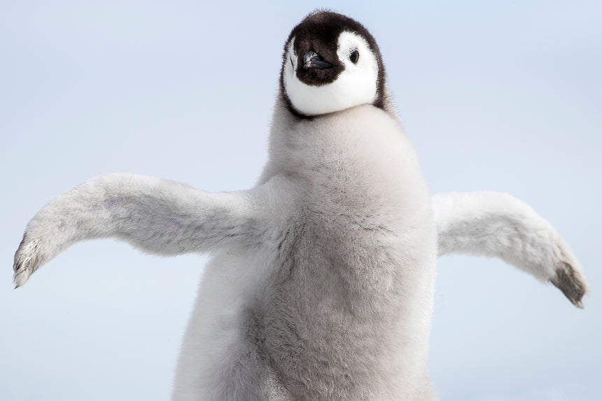 I Want to Fly - Emperor Penguin Chick - Snow Hill, Antarctica