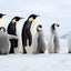 Follow the Leader - Emperor Penguins - Snow Hill, Antarctica