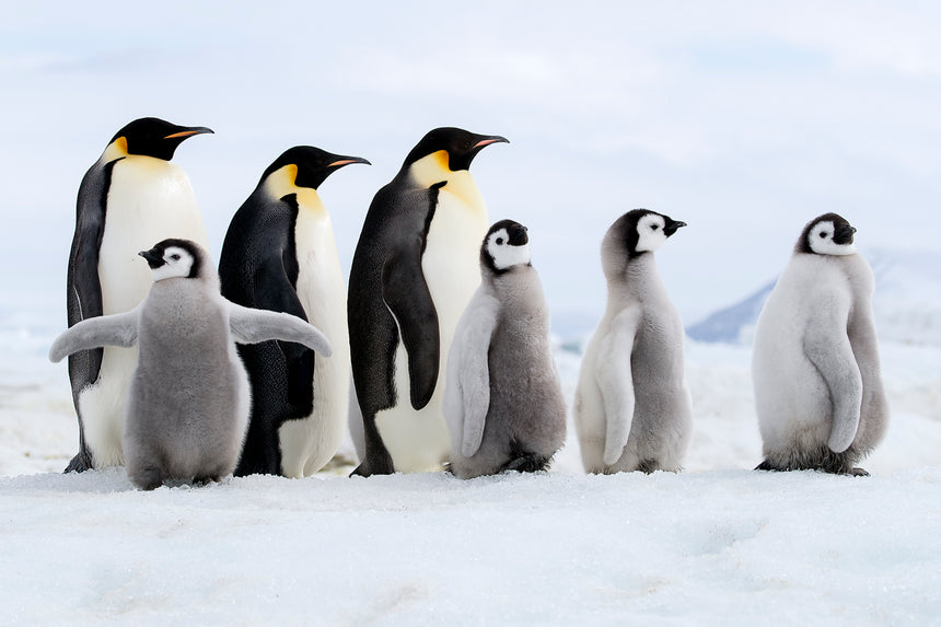 Follow the Leader - Emperor Penguins - Snow Hill, Antarctica