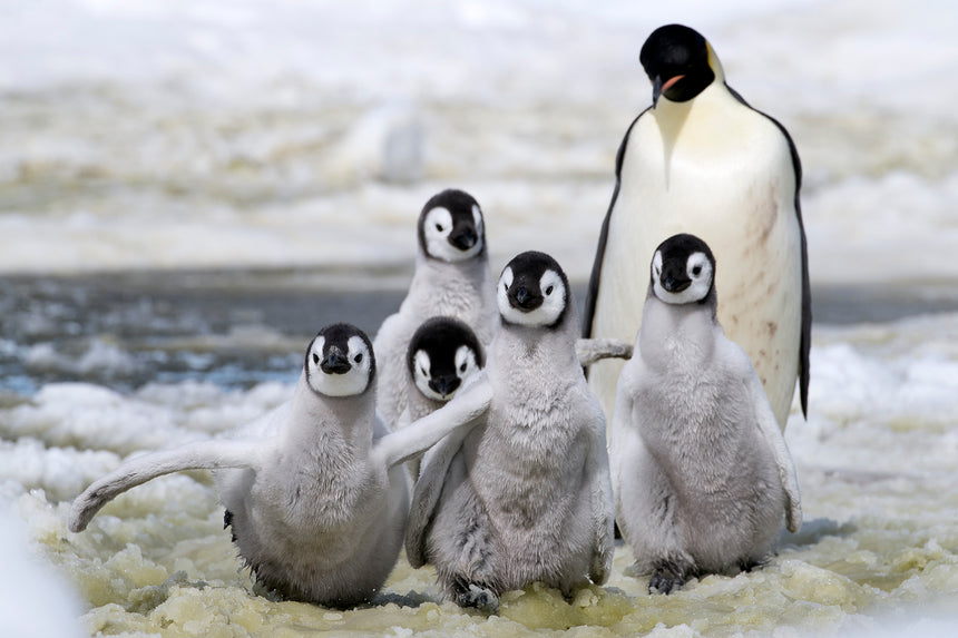 Play Time - Emperor Penguin Chick - Snow Hill, Antarctica