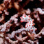 Pink Pygmy Seahorse