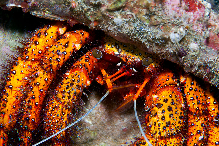 Hermit Crab - Komodo, Indonesia