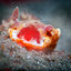 Spanish Dancer - Komodo, Indonesia