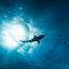Shark Silhouette - Palau