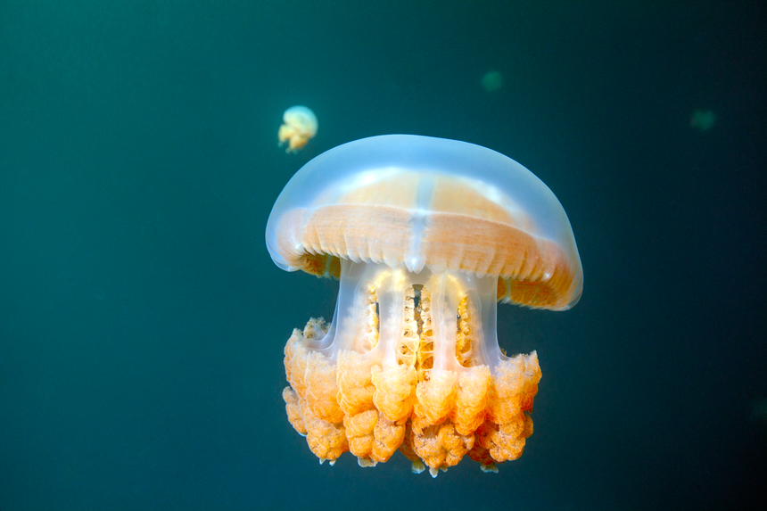 Standing Still - Palau