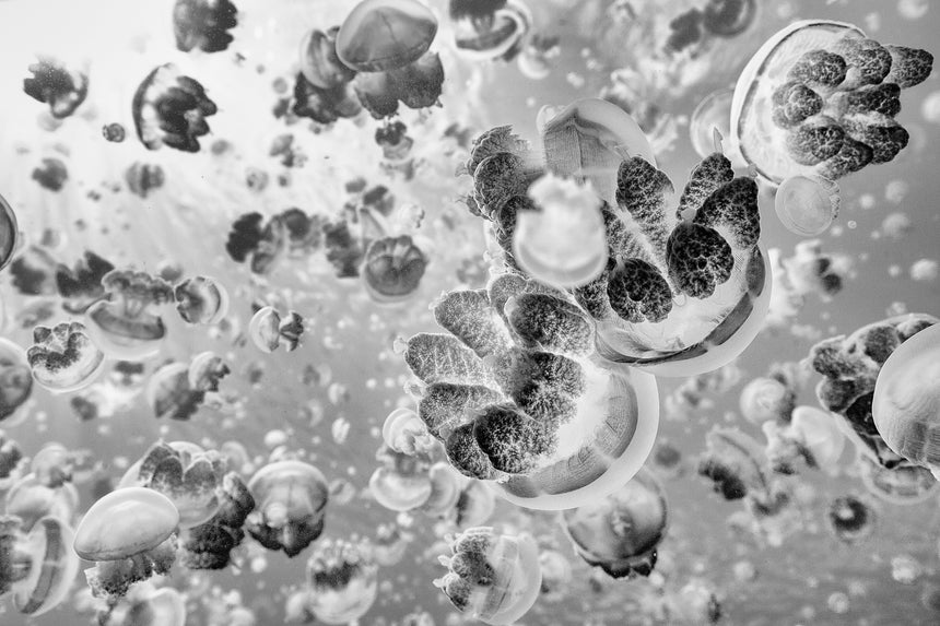 Jellyfish Forest B&W - Palau