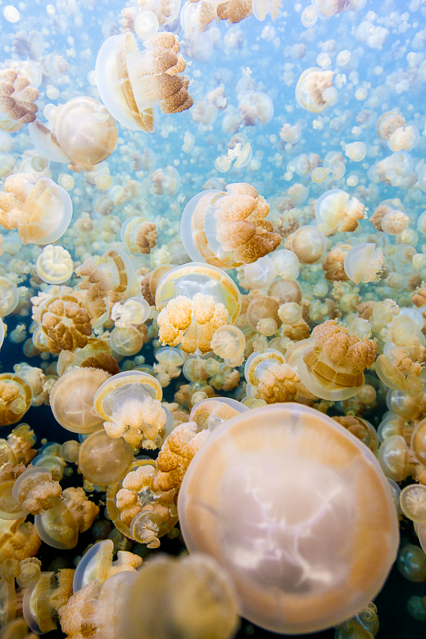 Jellyfish Cloud Forest - Palau