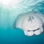 Twirling Manta Ray - Palau