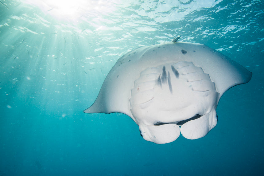 Twirling Manta Ray - Palau