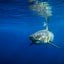 Great White Shark - Guadalupe Island, Mexico