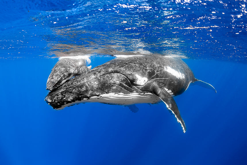 Nudge - Humpback Whales - Vava'u, Tonga