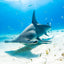 Hammer Below - Hammerhead Shark - Bimini, Bahamas