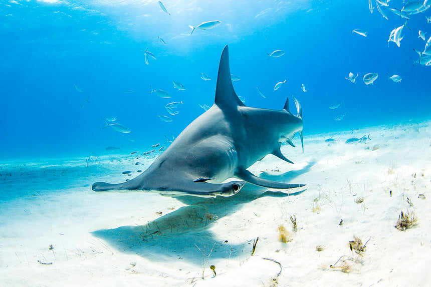 Hammer Below - Hammerhead Shark - Bimini, Bahamas