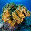 Orange Coral - Komodo, Indonesia