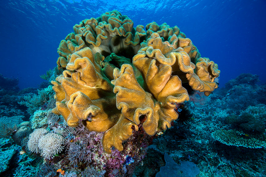 Orange Coral - Komodo, Indonesia