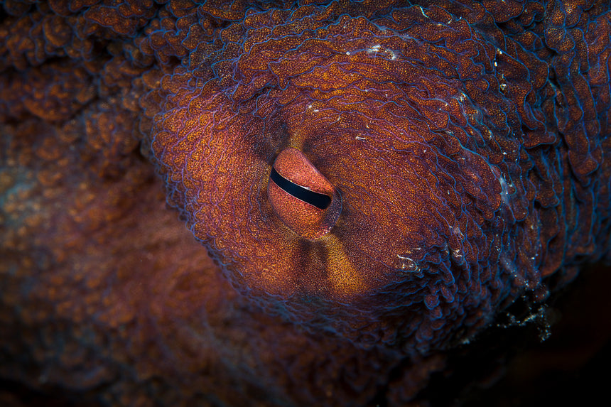 Octopus Eye - Komodo, Indonesia