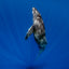 Shy Baby - Humpback Whales - Vava'u, Tonga