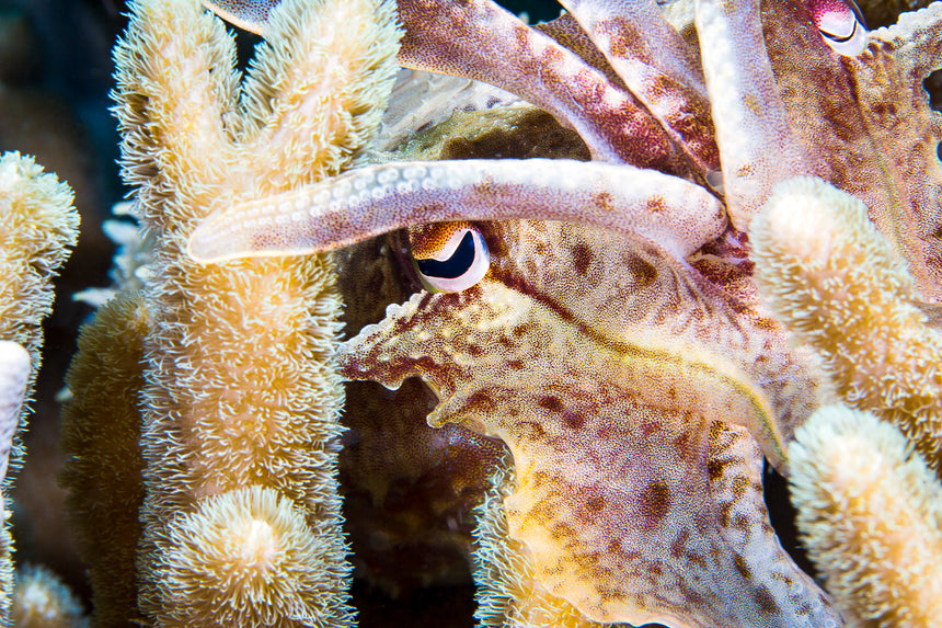 Cuttle in the Reef IlI - Lembeh, Indonesia