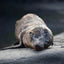 Galápagos Baby Fur Seal - Galapagos Islands