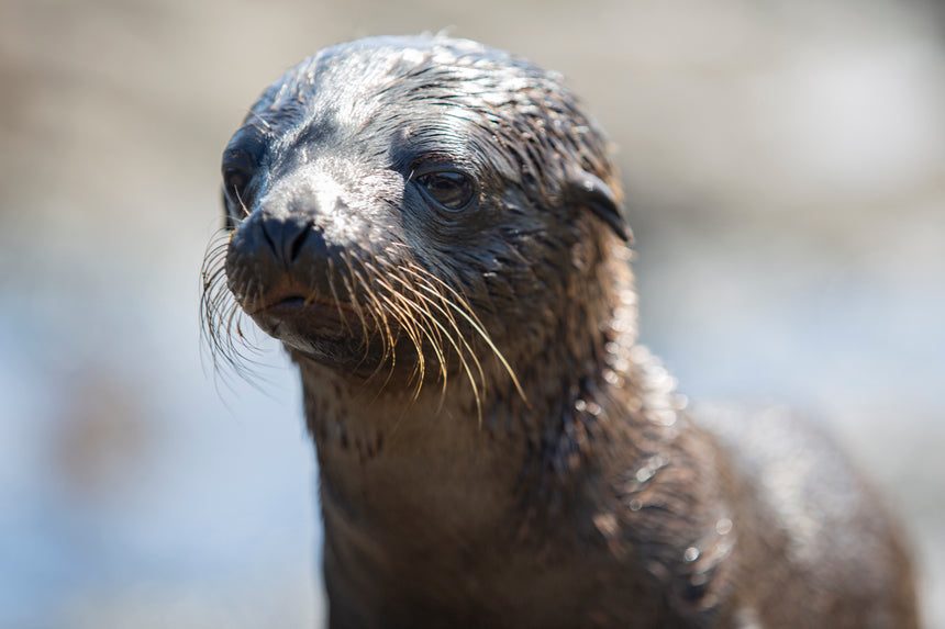 Galápagos Baby Fur Seal ll - Galapagos Islands