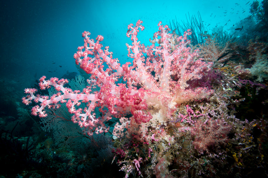 Pink Soft Coral - Komodo, Indonesia