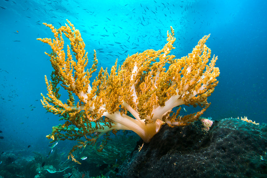 Soft Orange Coral - Komodo, Indonesia