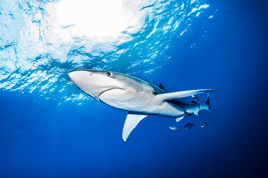 Roamer - Blue Shark - Azores