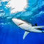 Open Rays - Blue Shark - Azores
