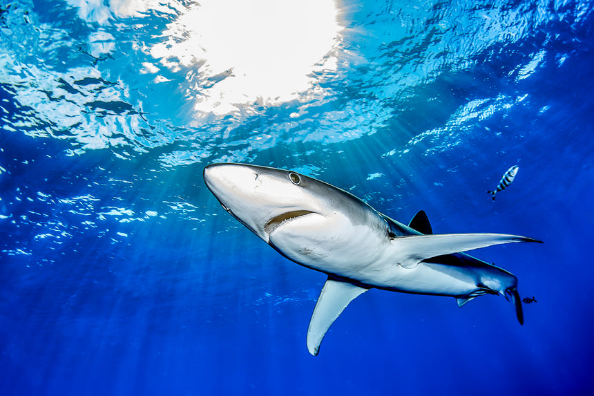 Open Rays - Blue Shark - Azores
