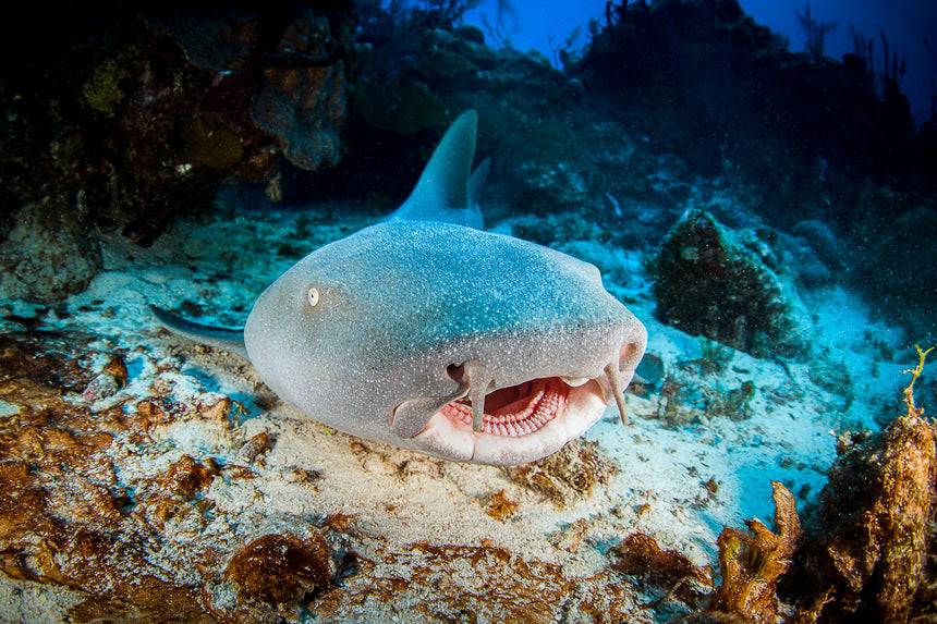 Smile - Nurse Shark - Turks and Caicos Islands