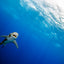 Open Wide - Oceanic White Tip Shark - Cat Island, Bahamas