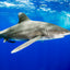 Oceanic White Tip Shark Portrait - Cat Island, Bahamas