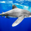 Oceanic White Tip Shark Portrait ll - Cat Island, Bahamas
