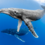 We See You - Humpback Whales - Vava'u, Tonga