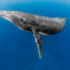I See You - Humpback Whales - Vava'u, Tonga