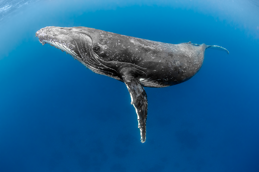 I See You - Humpback Whales - Vava'u, Tonga
