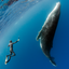 Pose For Me - Humpback Whales - Vava'u, Tonga