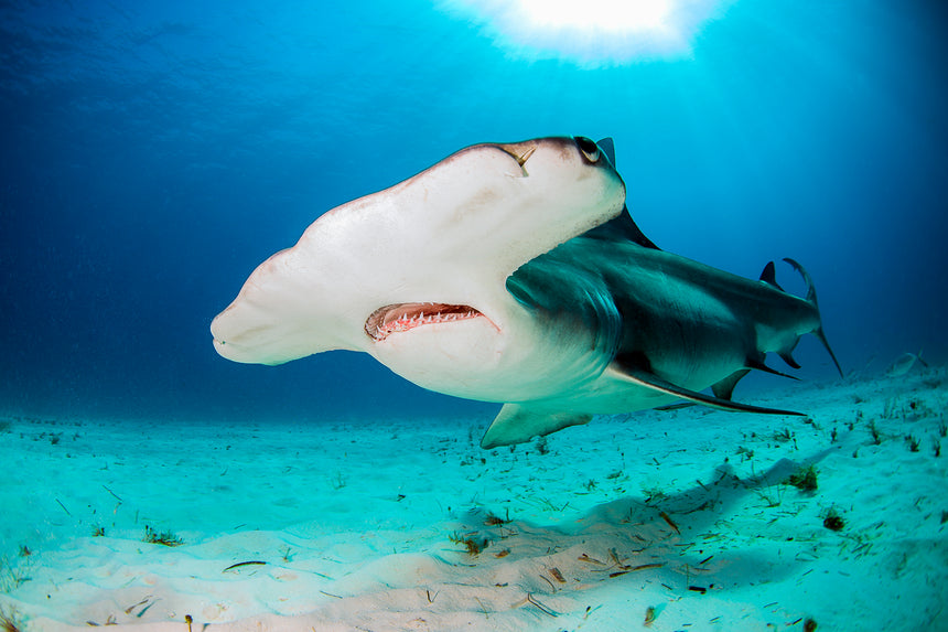 Hammerhead in the Light - Hammerhead Shark - Bimini, Bahamas